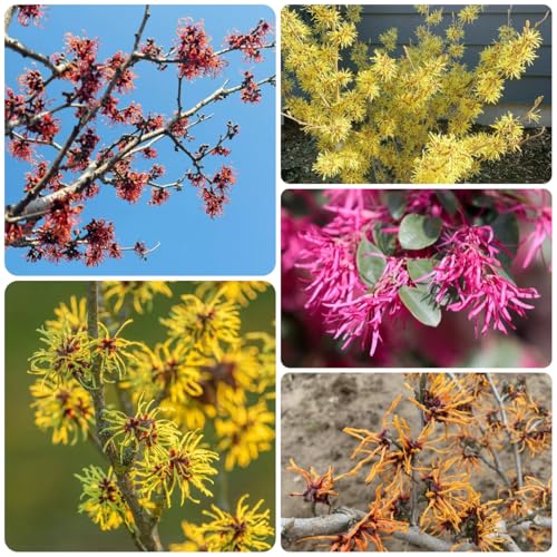 zaubernuss bonsaibaum, züchten zaubernuss gartenpflanzen winterhart mehrjährig exotische balkonpflanzen 125samen