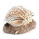 Zerodis Aquarium Shell Ornament, Harz Aquarium Shell Pearl Bubbler Korallenriff Belüftungsaktion Landschaft Künstliche Aquarium Dekoration