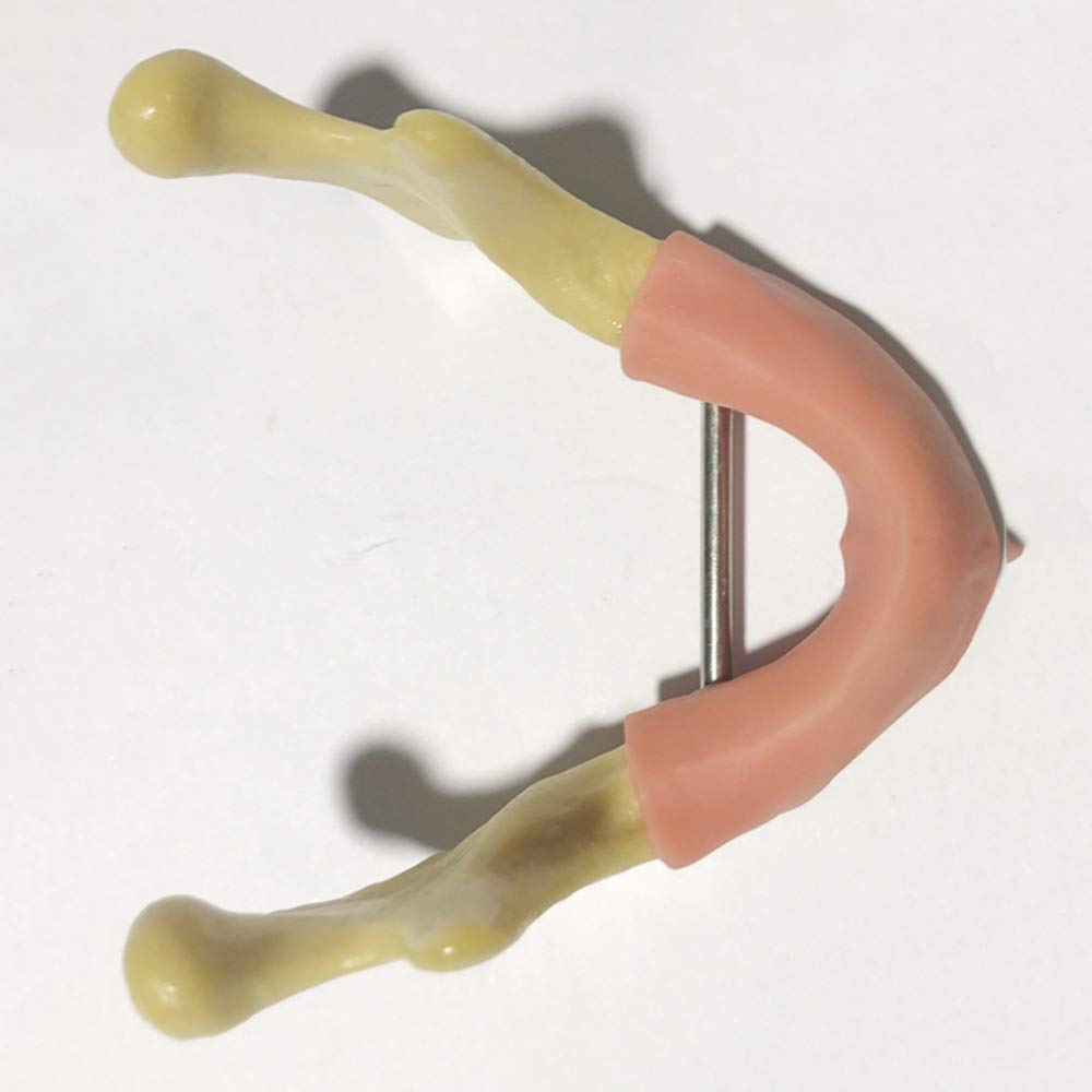 Sjdopulse Education Teeth Model - Teeth Anatomical Model Dental Tooth Model - Teeth Model Chin For Teaching Demonstration - Dental Teeth Model For Patient Education