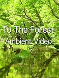 To the forest Ambient video