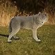 Wolf Figur Spielzeug Simulation Wildlife Tier Modell Spielzeug Zoo Tiere Modell Action Figuren Spielsets für Kinder Bildung Collectibles Home Decor(1#)