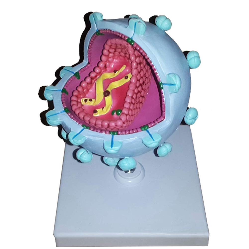 Sjdopulse Aids-Virus Model - Enlarged Hiv Anatomical Medical Teaching Model Anatomical Virus Model - Pvc Material Human Virus Model Cytopathic Demonstration Model