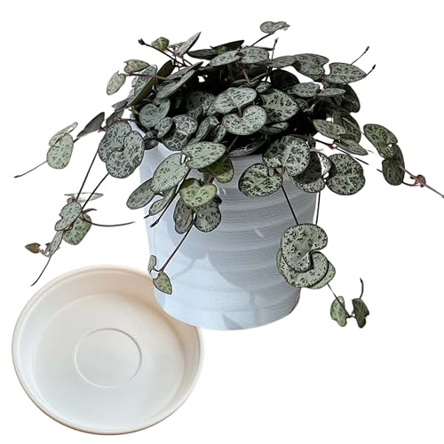 inakougeiiCiREQCjϗtA   ~jϗt n[gJY nMO 3 { A   v[g Mtg O[CeA A Ă₷ (vX`bNiꌊj 󂯎Mt)