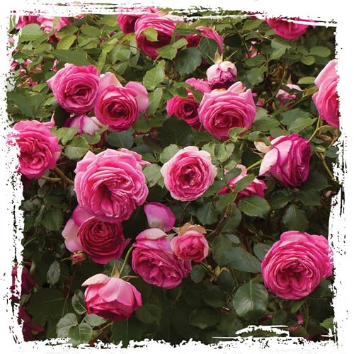 Pretty in Pink Eden Climbing Rose 1.5 Gal Potted Live Plant Reblooming Fragrant Hot Pink Flowers Climber for Trellis Arbor Fence or Screening Own Root Stargazer Perennials