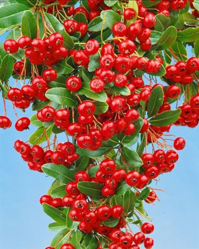 Pyracantha 'Red Column' 80-100 cm – Winterhart, Immergrün, Pflegeleicht – Feuerdorn – Heckenpflanze für Garten & Sichtschutz