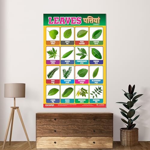 Image of ESCAPER Leaves Educational Charts for Kids, Charts for Kids Learning (11.5 x 17.5 inches), Kids Study Material, Kids Learning Books, Educational Posters
