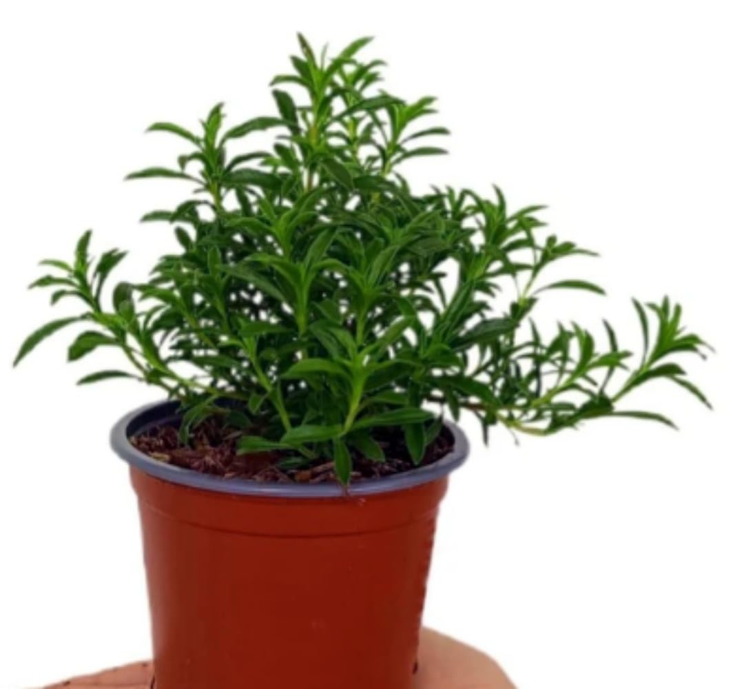 Pack de 6 Plantas Aromaticas Naturales. Mix de plantas aromáticas, 15-20 cm. Menta piperita, Ruda graveolens, Peregil, Oregano comun, Santolina, Ajedrea. Segura Garden.
