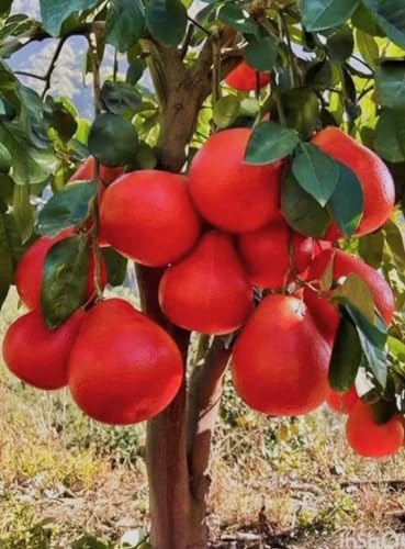Image of Sweet & Testy Summer Season 1Healthy Frash Food Red Pomelo Lemon(Lal Batabi) Fruit Tree Plant For Testy Home Garden Fruit Outdoor & Indoor plant.