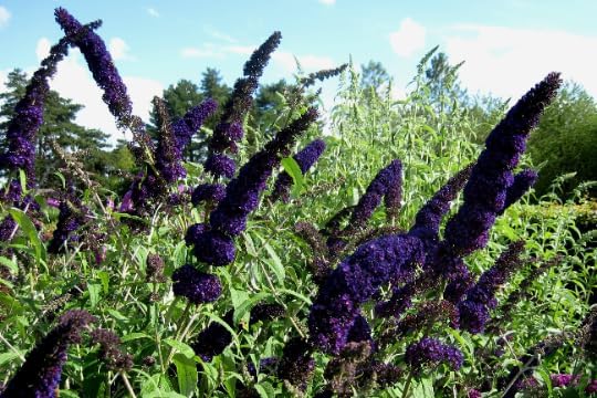 3 Buddleja Black Knight Butterfly Bush Plants in 3.5 inch pots