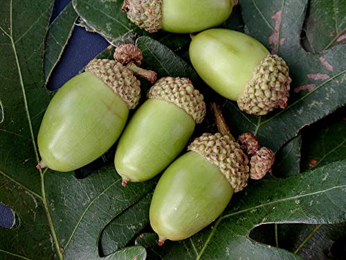 White Oak Tree Seeds, Quercus Alba In White Oak Family, T82 Oak Acorns From North Georgia (20) #TOP17