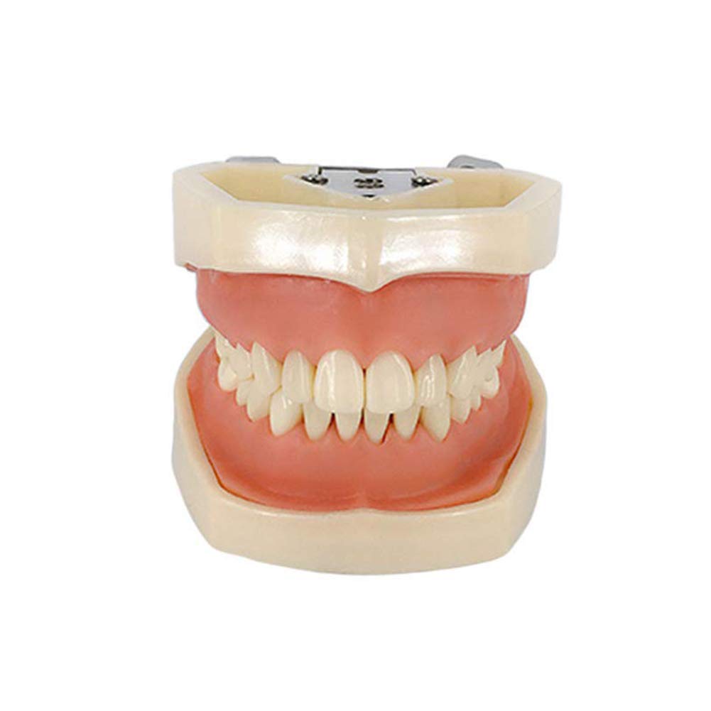 Modelo Dental Tipodonto Estándar 28 Dientes Goma Blanda Demostración Docente