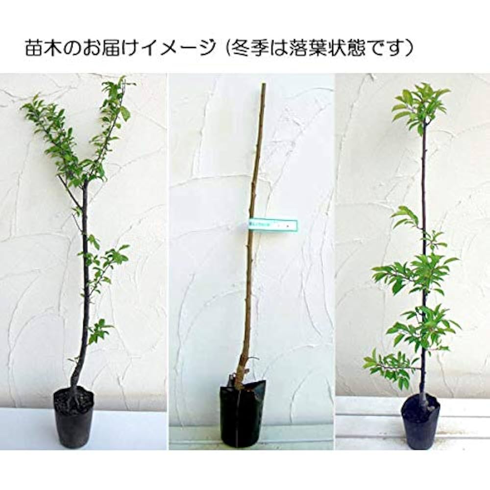大石早生プラム苗木 約90cm 大株 楽天市場】大石早生プラム すもも 接ぎ木苗木果樹 プラム苗木