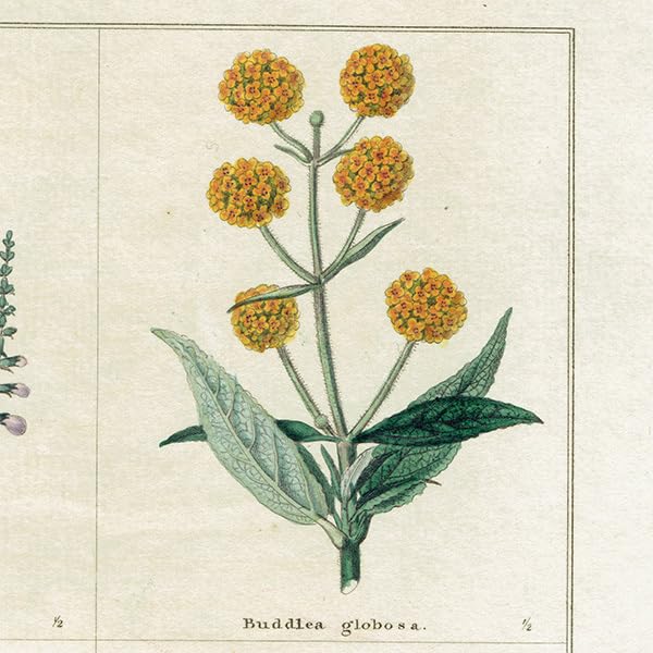 Amazon.co.jp: イギリスアンティーク ボタニカルアート ボタニック