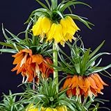 Florium