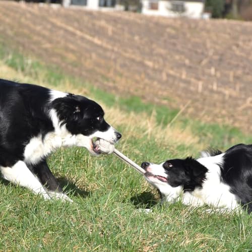 Romneys Tauball mit Seil für Hunde - Knotenball mit Wurfseil für Apportspiele - Unterstützt die Maulhygiene und Zahnpflege - Spielspaß für Ihren Hund