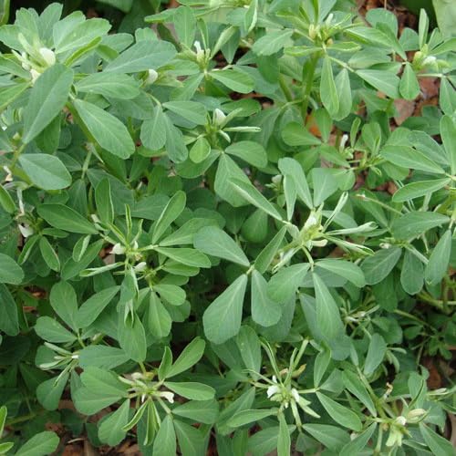 Plant World Seeds - Herb Methi Or Fenugreek Seeds (Herb Seeds)