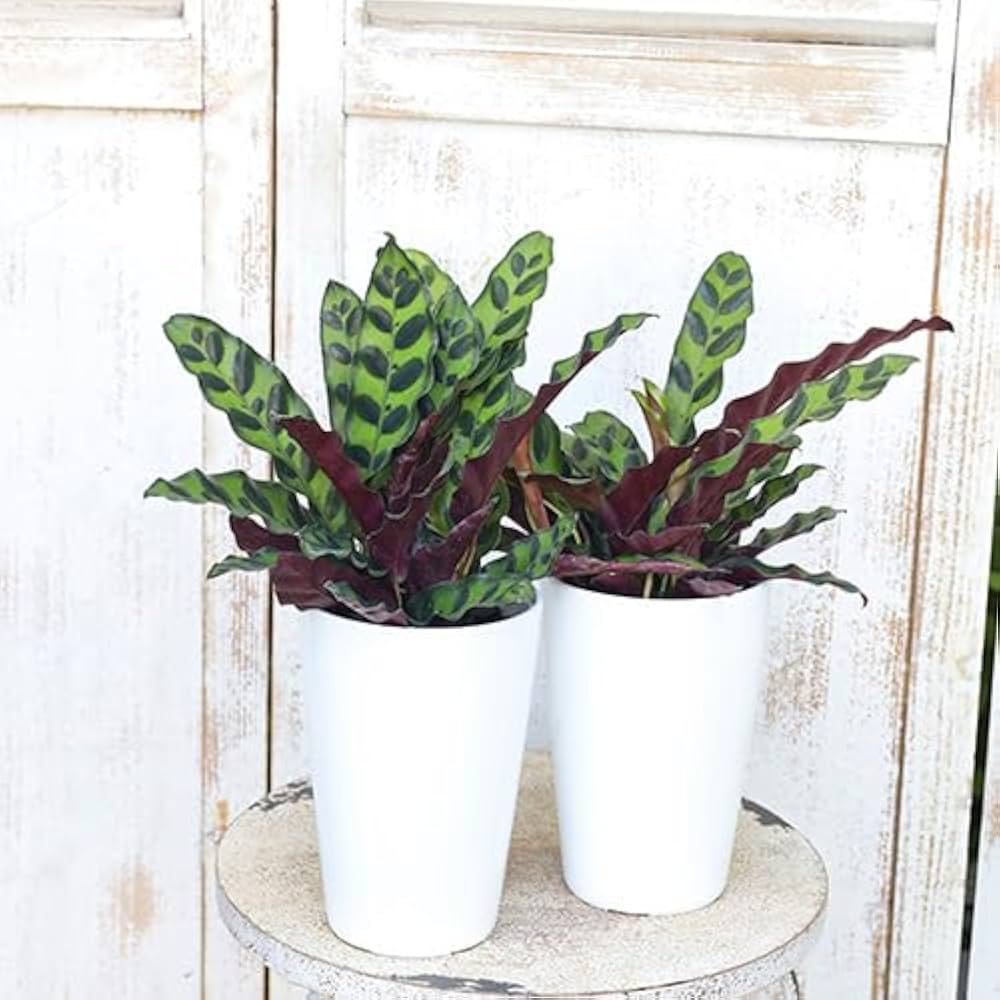 観葉植物　カラテア　ランキフォリア　インシグニス 51BQoIz8mOL._AC_UF1000,