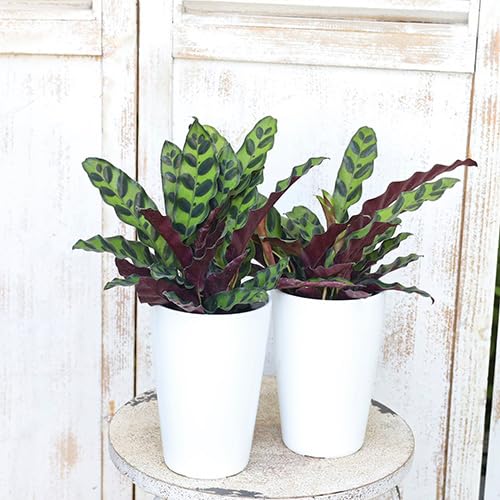 Amazon｜観葉植物 カラテア インシグニス ランキフォリア 4号｜観葉