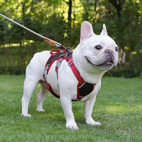Amexo Mehrzweck-Hundegeschirr mit Leine Set, Reflektierendes Hundegeschirr, Ausbruchsicher Anti Zug Hundegeschirr, Sicherheitsgeschirr Hund, Hundegeschirr Hunde für Kleine Mittelgroße Hunde(Schwarz,M)