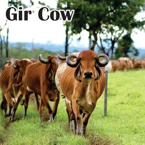 Image of Ovlin PROFESSIONAL 100% A2 Gir Cow Ghee | Vedic Bilona Method | Grassfed | Cultured | Premium & Traditional Ghee 1000 ml Glass Bottle
