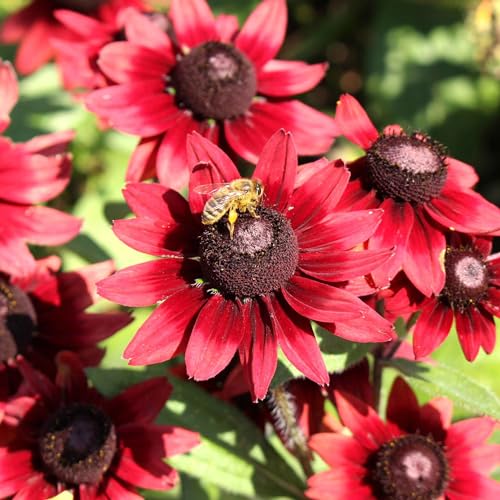 Eden Brothers Black Eyed Susan Seeds - Cherry Brandy Eden Brothers Black Eyed Susan Seeds - Cherry Brandy