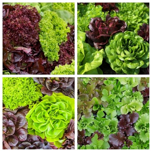 Las semillas de lechuga que se pueden plantar enterrándolas en el suelo aún pueden crecer después de ser recolectadas-500pcs-G