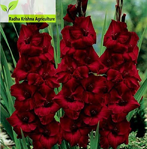 Radha Krishna Agriculture® Gladiolus DarkRed Color Flowers for Your Beautiful Garden - Pack of 10 Bulbs (B08B4X1T2Z) Amazon Price History, Amazon Price Tracker