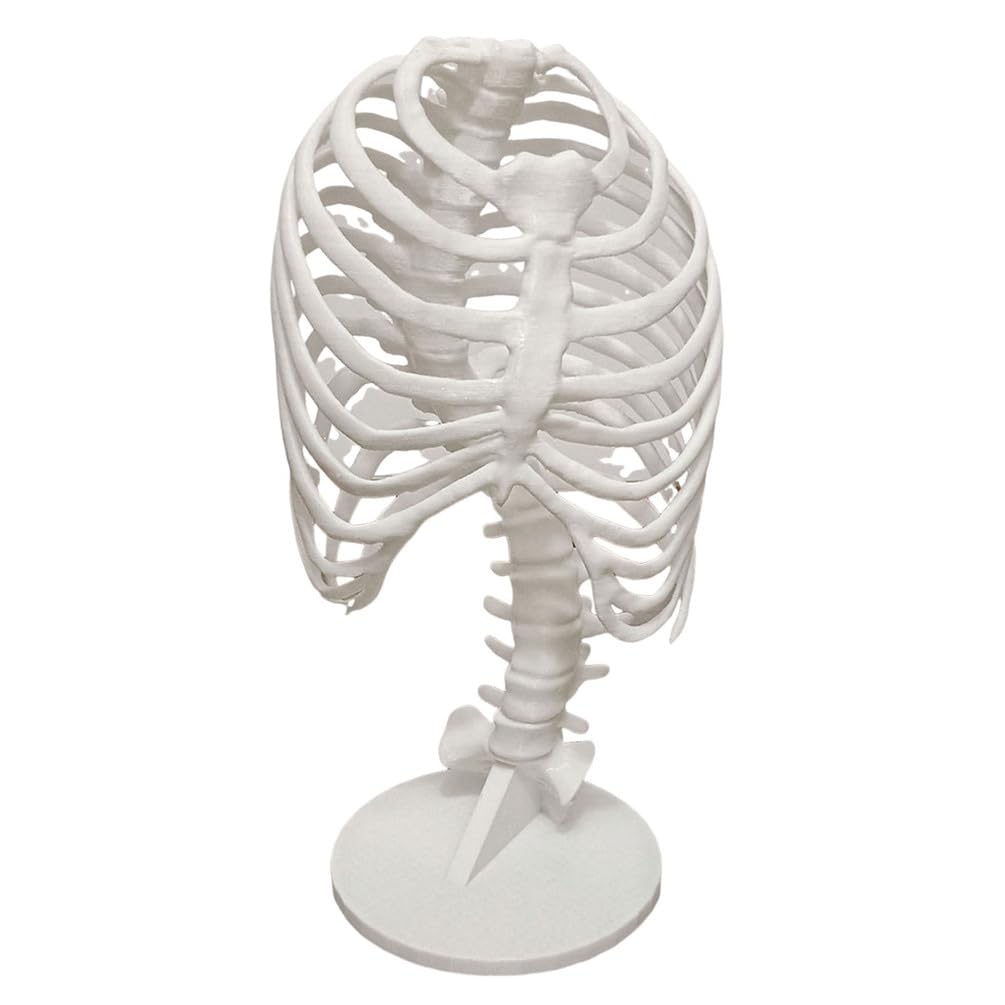 Spinal Scoliosis Model Thoracic Curvature Assessment Model for Teaching Use