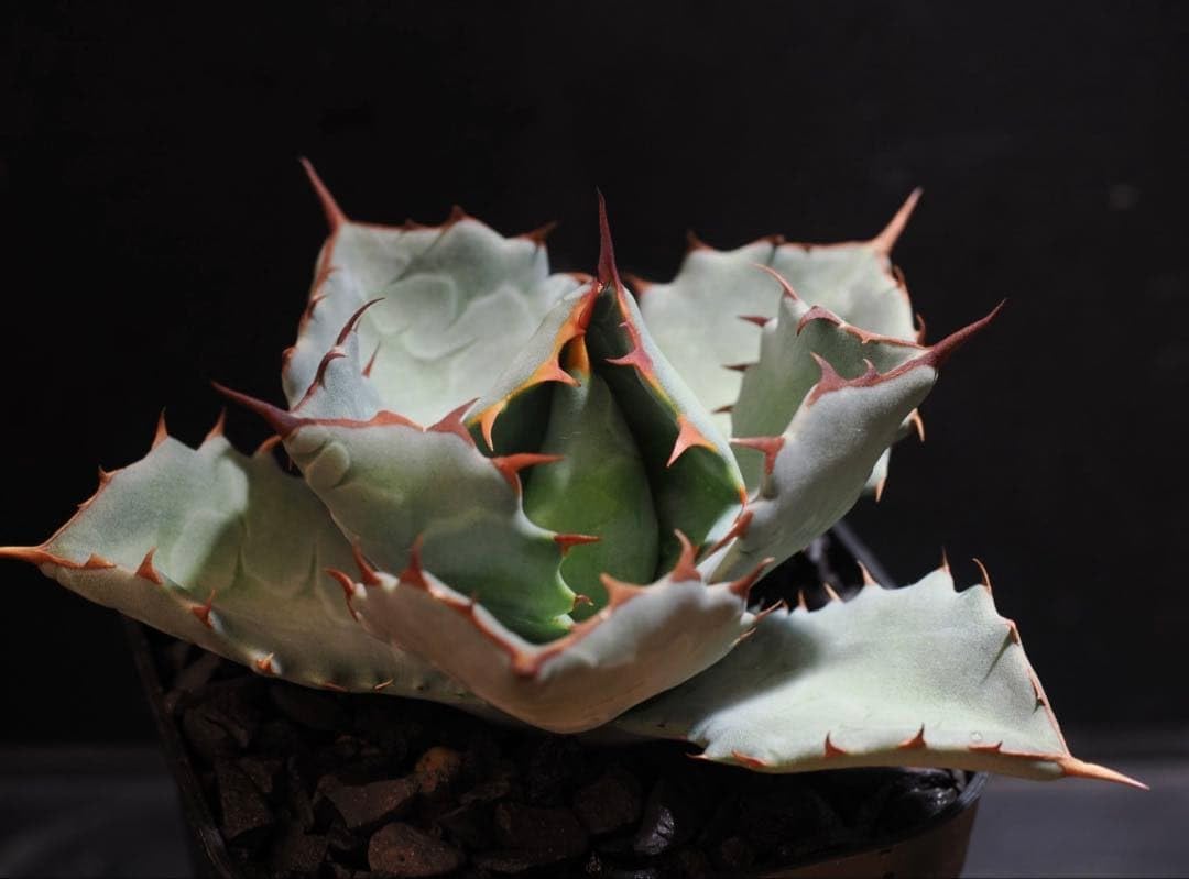 寒さに強い ユッカ デスメティアーナ 観葉植物 6号 陶器鉢 寒さに強い ユッカ デスメティアーナ 観葉植物 6号 陶器鉢