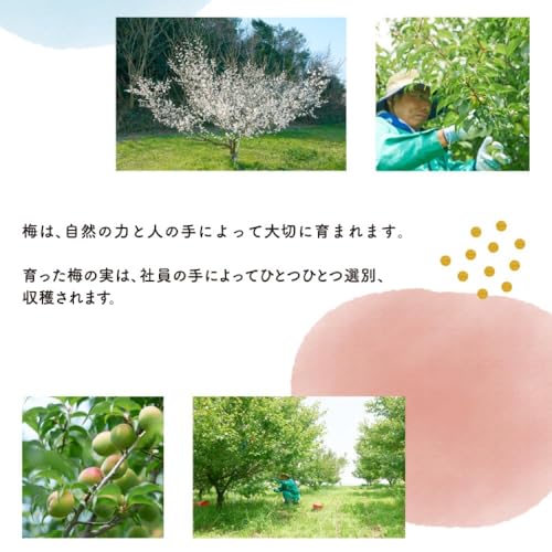 中埜酒造 國盛 無濾過梅酒 知多 720ml の商品画像 5