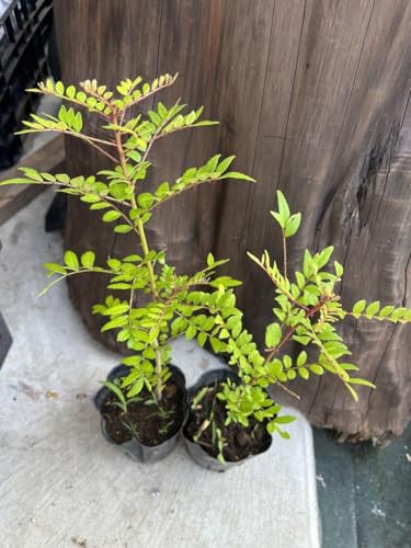 イヌザンショウ 犬山椒 2本セット イヌザンショウ 犬山椒 2本セット