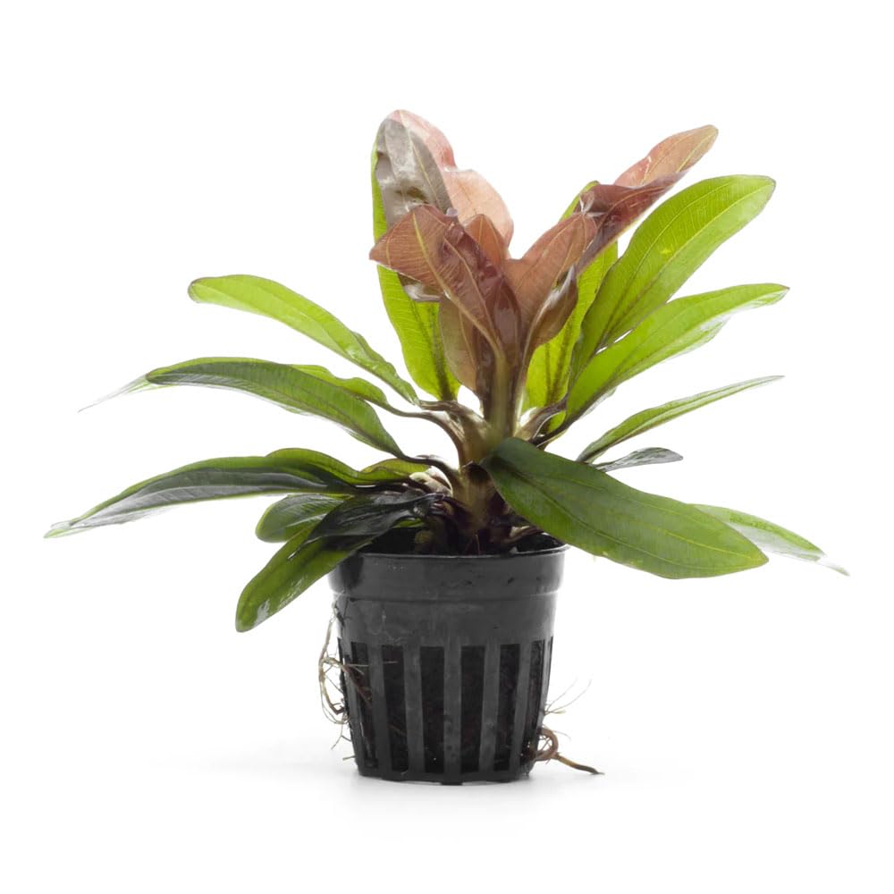 SubstrateSource Red Rubin