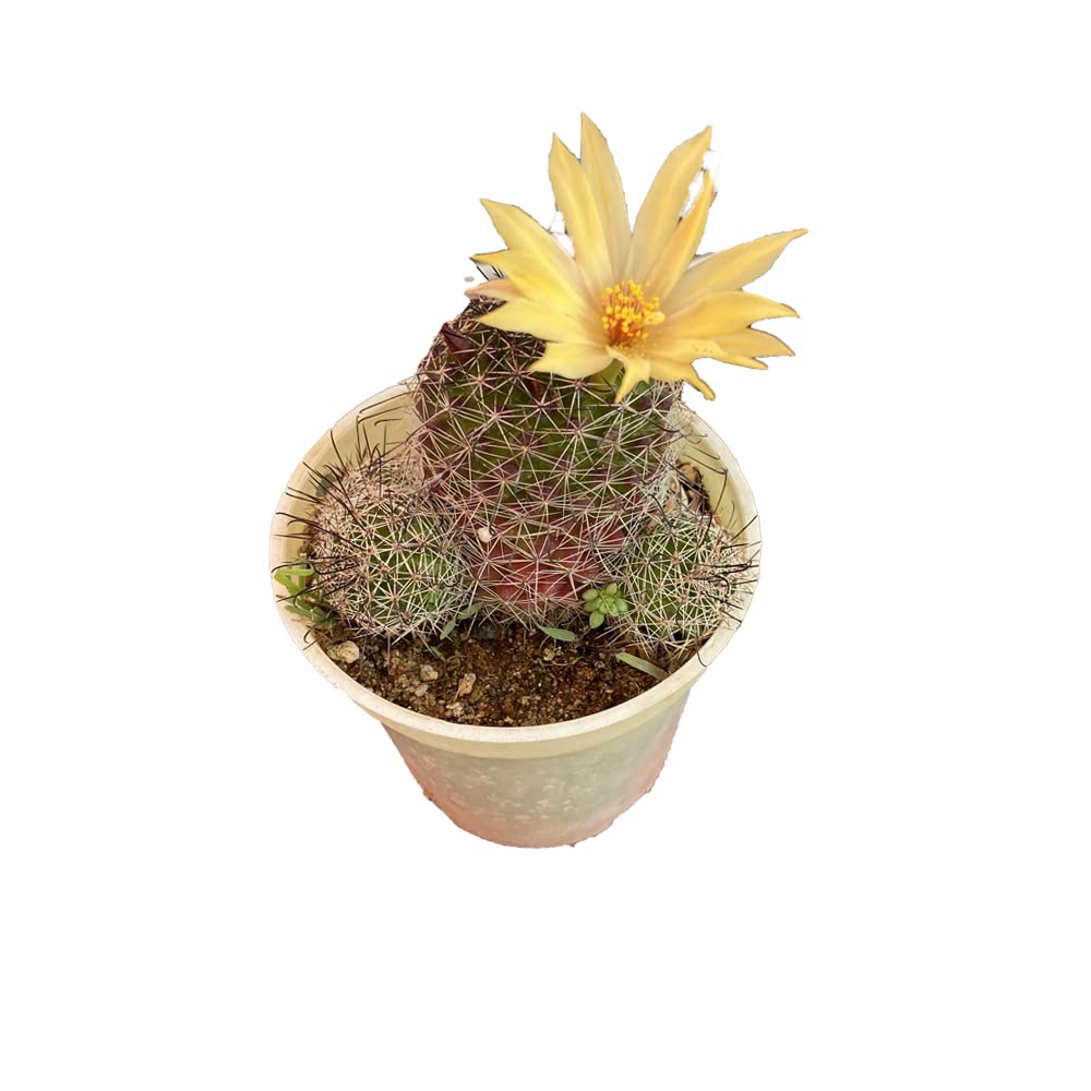 Flowering Cactus (Mammillaria)