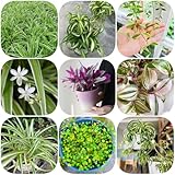 Comprar semillas de araña, semillas de en resistentes al aire libre resistentes para el jardín interior variedades antiguas en exóticas 160pcs