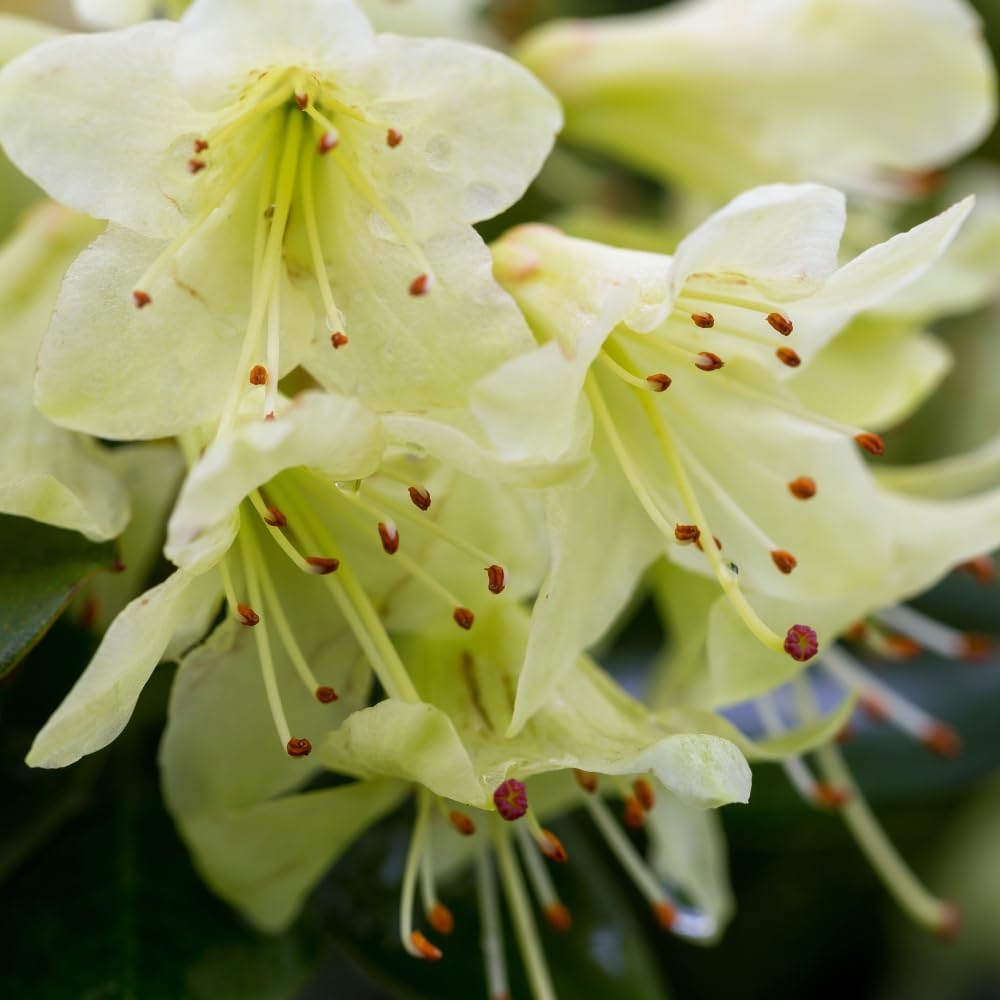 Rhododendron 'Shamrock' - Compact Dwarf Rhododendron with Pale Yellow Flowers, Ideal for Borders, Rock Gardens, and Containers - 2x 7 Litre Potted Plants by Thompson & Morgan