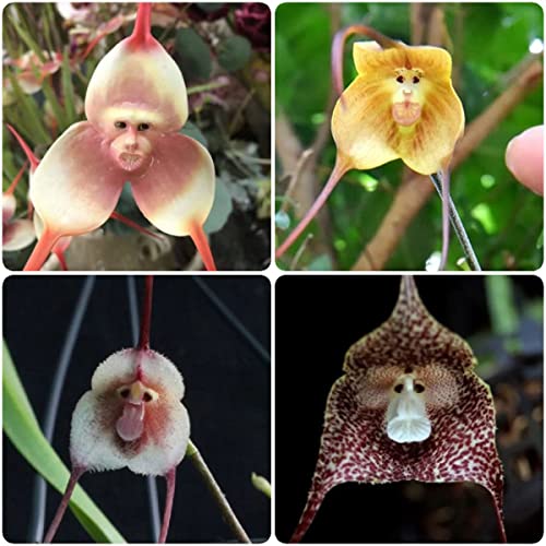 Affengesicht Orchidee Pflanze Kaufen