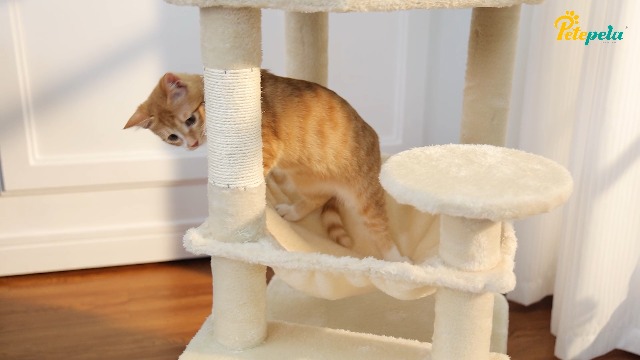 Amazon | PETEPELA(ぺテぺラ) キャットタワー スリム 人気 低い