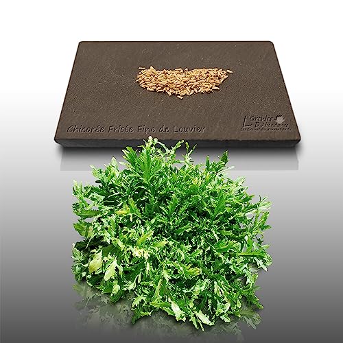 250 graines à semer - Le Grenier d'Abondance - CHICOREE FRISEE Fine de Louviers - Cichorium