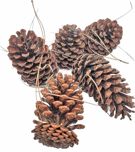 Pine Cones Uniquely Unperfect Shaped Real All Natural Pinecones in Bulk (Unscented) Various Size - Perfect for Arts and Crafts, Home Decor Accent Vase Filler. (Uniquely Shaped Various Sizes)