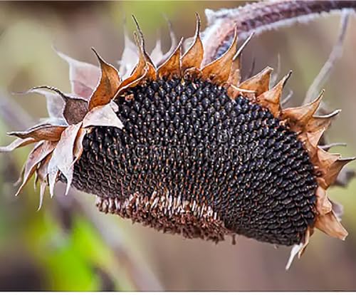 Giant Sunflower Seeds - Mammoth Grey Striped Seeds - Attracts Bees and Butterflies by Marde Ross & Company - Image 4