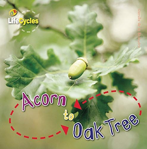 Acorn to Oak Tree (LifeCycles) Hardcover – January 7, 2011