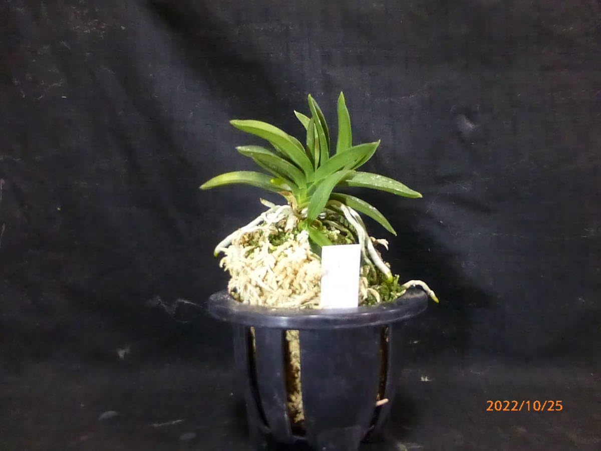 風蘭　富貴蘭　山野草 Amazon.co.jp: 富貴蘭十二単山野草風蘭フウラン : ホビー