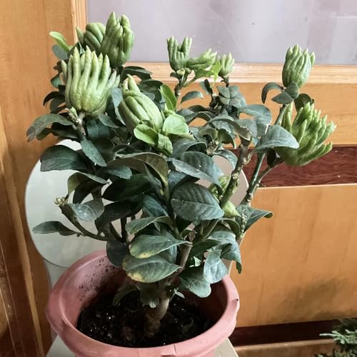 Semillas de limón de la mano de Buda - Planta de cítricos exóticos - Semillas de bergamota - maceta de bonsái, árbol para jardín Árboles frutales, plantas para lugares soleados. 150pcs