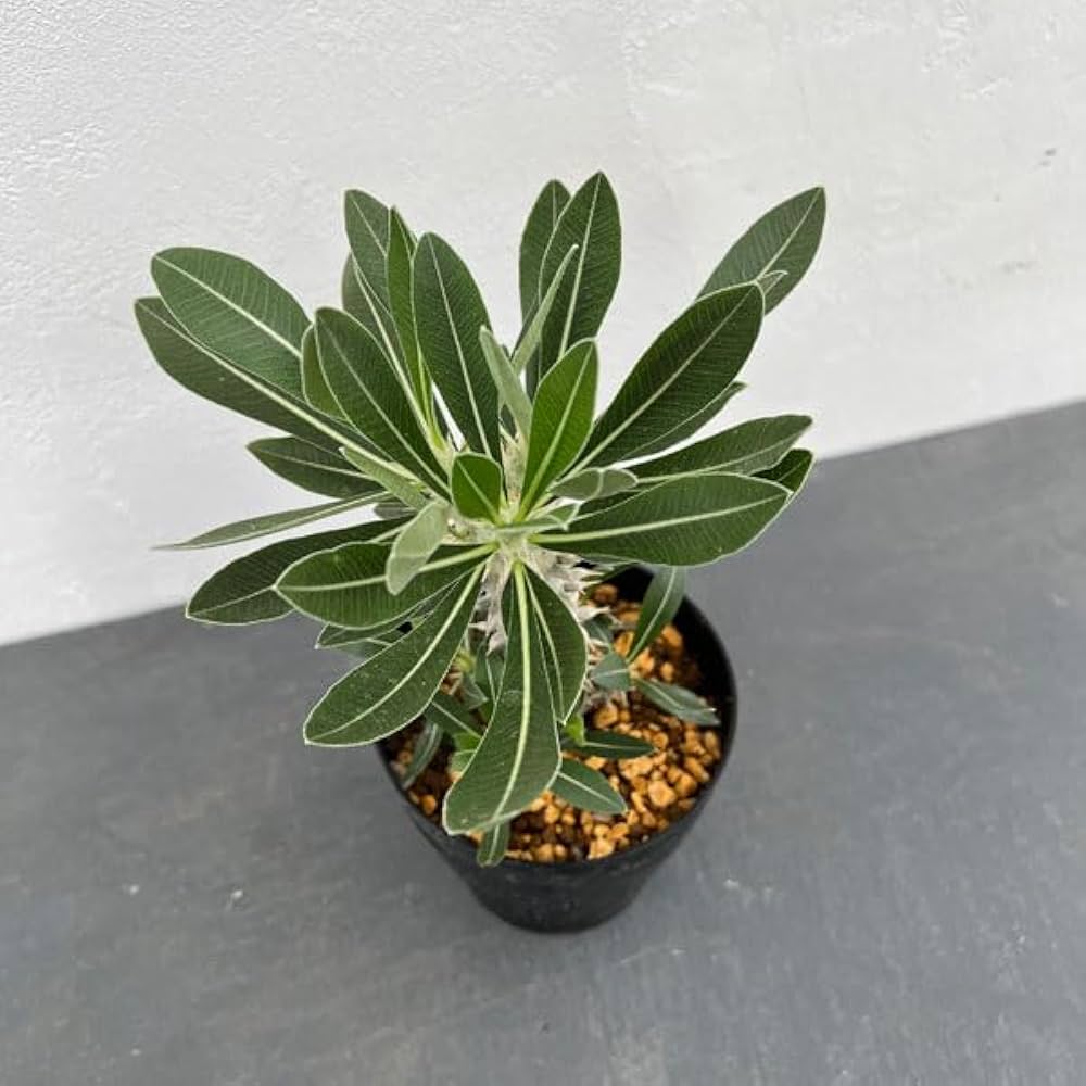 tan tan　最終値下げ！パキポディウム　ロスラーツム　現地株　特大株 tan tan 最終値下げ！パキポディウム ロスラーツム 現地株 特大