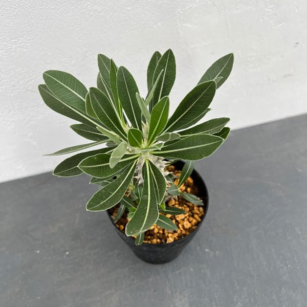 Amazon｜パキポディウム：ロスラーツム （実生株） 4号鉢植え