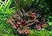 Nymphaea Rubra Bulb Dwarf Water Lily Live Aquarium Plants Decorations 3 Day Live Guaranteed by Mainam