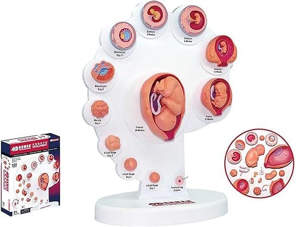 Model procesu wzrostu narządów płodu 4D – anatomiczny model rozwoju płodu ludzkiego do użytku w opiece zdrowotnej, edukacji i nauczaniu