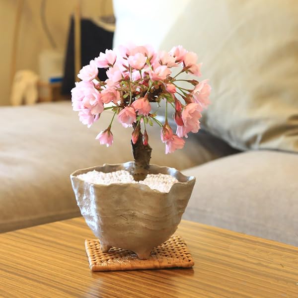 Amazon.co.jp: 遊恵盆栽 桜盆栽：ミニ一才桜(旭山桜)*（白 信楽焼花型