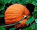 Pumpkin, Big Max pumpkin seeds, Heirloom, Organic, Non Gmo, 100 Seeds, Giant Pumpkins