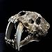 RDLK Saber Tooth Cat Tiger Skull Sabertooth Smilodon Fatalis Model white